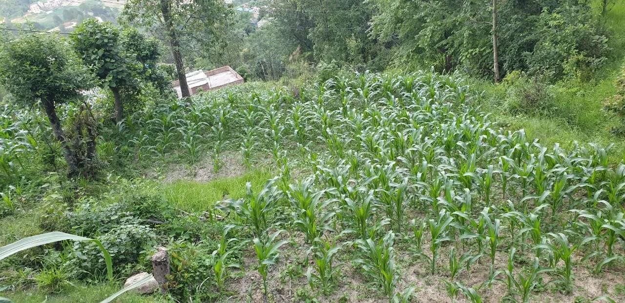 land for sale in Kavre, Dhulikhel 2